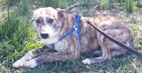 MARLOWE, Hund, Mischlingshund in Rumänien - Bild 5