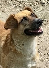 CASPERO, Hund, Mischlingshund in Ungarn - Bild 2