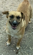 CASPERO, Hund, Mischlingshund in Ungarn - Bild 3