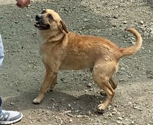 CASPERO, Hund, Mischlingshund in Ungarn - Bild 4