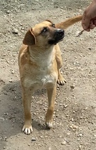 CASPERO, Hund, Mischlingshund in Ungarn - Bild 5