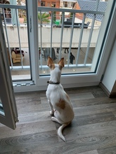 CHICO, Hund, Mischlingshund in Velbert - Bild 13