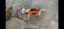 CHICO, Hund, Mischlingshund in Velbert - Bild 14