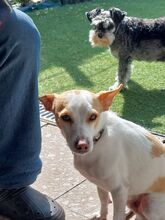 CHICO, Hund, Mischlingshund in Velbert - Bild 22