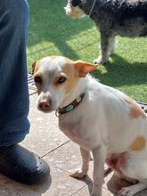 CHICO, Hund, Mischlingshund in Velbert - Bild 24