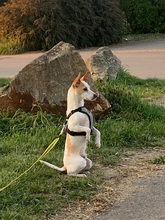 CHICO, Hund, Mischlingshund in Velbert - Bild 7
