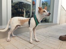 CHICO, Hund, Mischlingshund in Velbert - Bild 9