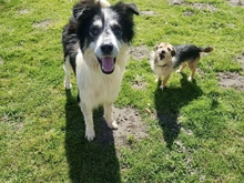 DOOLEY, Hund, Mischlingshund in Espelkamp - Bild 10