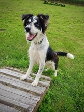 DOOLEY, Hund, Mischlingshund in Espelkamp - Bild 2
