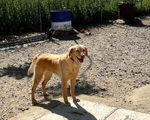 TULA, Hund, Mischlingshund in Markdorf - Bild 9