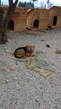 SUZI, Hund, Mischlingshund in Griechenland - Bild 2