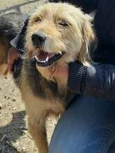 SUZI, Hund, Mischlingshund in Griechenland - Bild 5