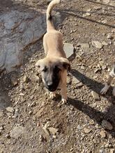 INKA, Hund, Mischlingshund in Türkei - Bild 12