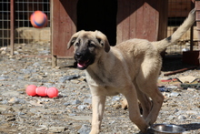 INKA, Hund, Mischlingshund in Türkei - Bild 14