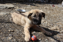 INKA, Hund, Mischlingshund in Türkei - Bild 15