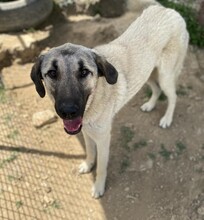 INKA, Hund, Mischlingshund in Türkei - Bild 4