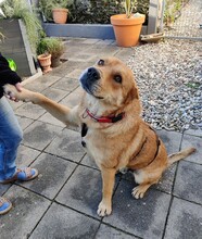 PERCY, Hund, Mischlingshund in Rheinstetten - Bild 1