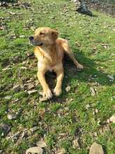PERCY, Hund, Mischlingshund in Rheinstetten - Bild 10
