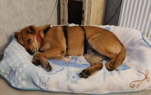 PERCY, Hund, Mischlingshund in Rheinstetten - Bild 4