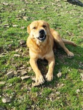 PERCY, Hund, Mischlingshund in Rheinstetten - Bild 5