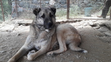 SOUL, Hund, Mischlingshund in Türkei - Bild 1