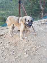 SOUL, Hund, Mischlingshund in Türkei - Bild 2
