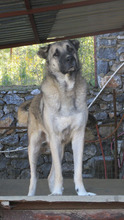 SOUL, Hund, Mischlingshund in Türkei - Bild 3