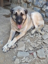 SOUL, Hund, Mischlingshund in Türkei - Bild 4