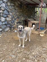 SOUL, Hund, Mischlingshund in Türkei - Bild 5