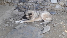 SOUL, Hund, Mischlingshund in Türkei - Bild 6