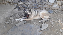 SOUL, Hund, Mischlingshund in Türkei - Bild 7