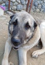 SOUL, Hund, Mischlingshund in Türkei - Bild 8