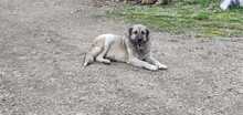 SOUL, Hund, Mischlingshund in Türkei - Bild 9