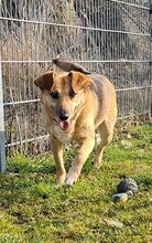MISIA, Hund, Mischlingshund in Bad Wünnenberg - Bild 11