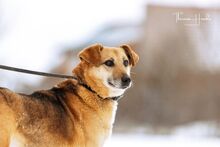 MISIA, Hund, Mischlingshund in Bad Wünnenberg - Bild 14