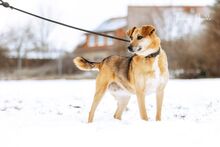 MISIA, Hund, Mischlingshund in Bad Wünnenberg - Bild 18