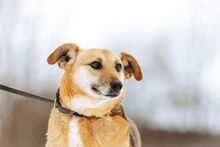 MISIA, Hund, Mischlingshund in Bad Wünnenberg - Bild 21