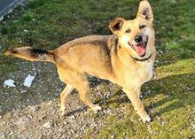 MISIA, Hund, Mischlingshund in Bad Wünnenberg - Bild 9