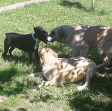 KORINA, Hund, Bull Terrier-Mix in Kroatien - Bild 11