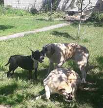 KORINA, Hund, Bull Terrier-Mix in Kroatien - Bild 12