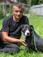 KORINA, Hund, Bull Terrier-Mix in Kroatien - Bild 7