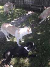 KORINA, Hund, Mischlingshund in Kroatien - Bild 10