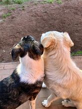 VALENTINE, Hund, Herdenschutzhund in Wasbek - Bild 10