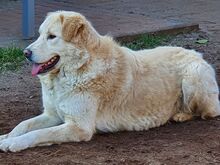 VALENTINE, Hund, Herdenschutzhund in Wasbek - Bild 12