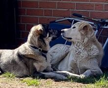 VALENTINE, Hund, Mischlingshund in Wasbek - Bild 10