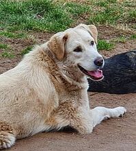VALENTINE, Hund, Mischlingshund in Wasbek - Bild 13