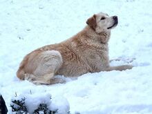 VALENTINE, Hund, Mischlingshund in Wasbek - Bild 3