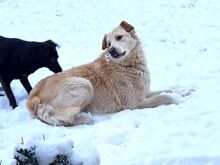 VALENTINE, Hund, Mischlingshund in Wasbek - Bild 7