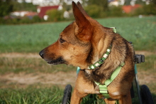 RUBINA, Hund, Mischlingshund in Haigerloch - Bild 12