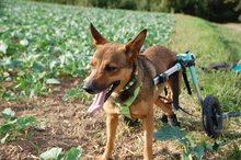 RUBINA, Hund, Mischlingshund in Haigerloch - Bild 3